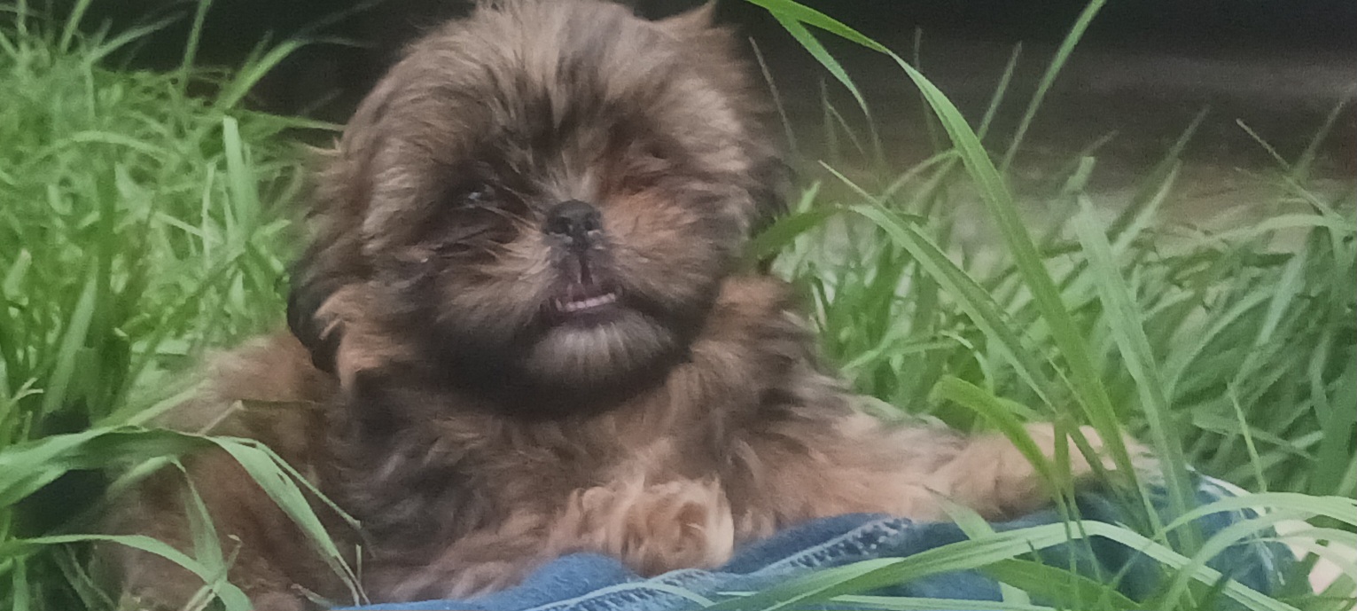 Shih Tzu Puppies from Peterson Shih Tzus