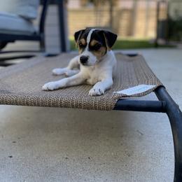 Jack Russell Terrier Puppies from Fair Dinkum Jack Russell Terriers