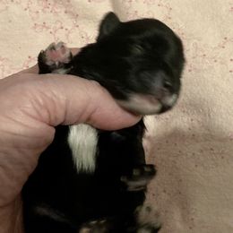 Maltipoo, Morkie, and Yorkipoo Puppies from Danza Bolo