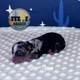 Spot - Blue merle male Miniature Australian Shepherd puppy in Tucson, Arizona from TTTNT Aussies