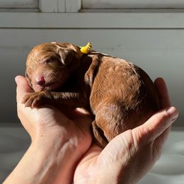 Goldendoodle Puppies from Doodle Darlings
