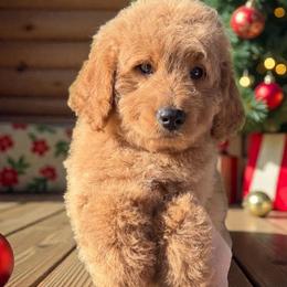 Tinker - Red  male Goldendoodle puppy in Tucson, Arizona from Adored Poodle & Doodles