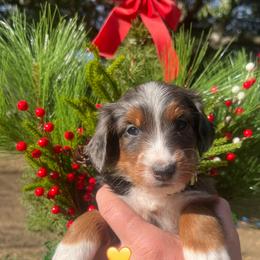 Blitzen - Blue merle female Bernedoodle puppy in Temecula, California from Country Hills Doodles