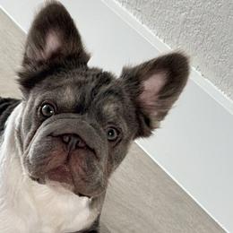 Dachshunds and French Bulldogs from Slinky Doxie 305