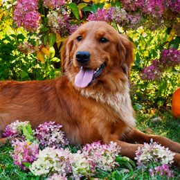 Dixie - Golden Retriever