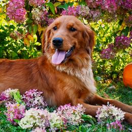 Dixie - Golden Retriever