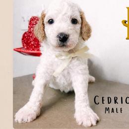 Cedric - Parti male Goldendoodle puppy in Hilton, New York from The House of Goldendoodle