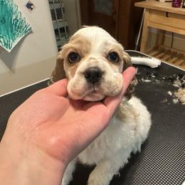 Sage green collar - Red and white female Cocker Spaniel puppy in Cincinnati, Ohio from Abundance of Joy LLC Cocker Spaniels