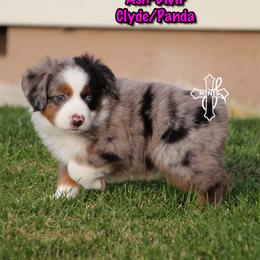 Girl 2 - female Miniature American Shepherd puppy in Elgin, Oregon from Cross L Miniature American Shepherds