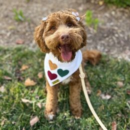 Lady - Australian Labradoodle