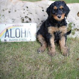 Bernedoodle Puppies from Aloha Bernedoodles of Austin