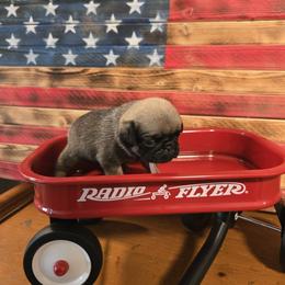 Girl 3 - Fawn female Pug puppy in Auburn, Kentucky from Prentice Family Pugs