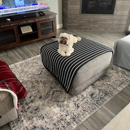 Shih Tzu Puppies from LaDawn’s Little Lions