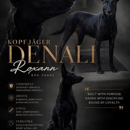 Roxann Kopfjäger Denali - Belgian Malinois
