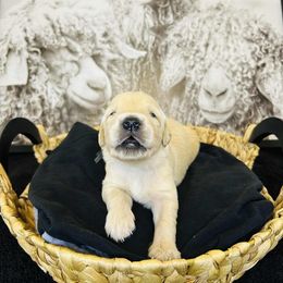 Boy 1 Black Cash - Light golden male Golden Retriever puppy in Angier, North Carolina from Howard's Retrievers