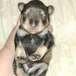 Keizer - Liver male Miniature Schnauzer puppy in Graham, Washington from Kristy's French Bulldogs & Mini Schnauzers