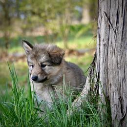 Native American Indian Dog Puppies from Seven Sisters Canids