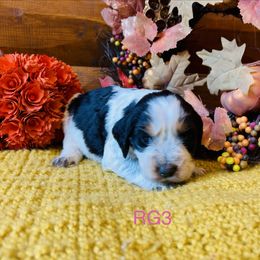 RG3 - Tri-Roan female English Springer Spaniel puppy in Britton, South Dakota from K&S Canines