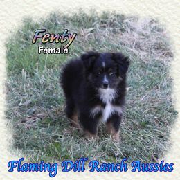 Fenty - Black tri female Toy Australian Shepherd puppy in Forestburg, Texas from Flaming Dill Ranch Aussies