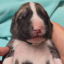Black Collar - Fawn male Turkish Boz Shepherd puppy in Steamboat Springs, Colorado from Emerald Mtn Ranch LLC