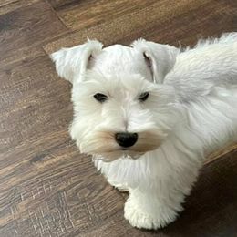 Miniature Schnauzers from Swann’s Miniature Schnauzers