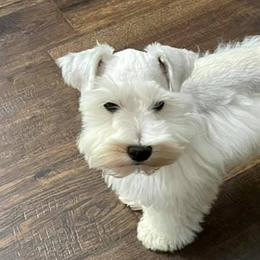 Miniature Schnauzers from Swann’s Miniature Schnauzers