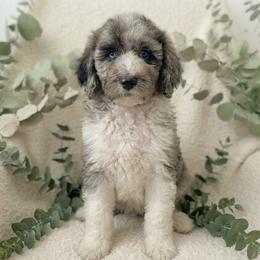 Theodore 2500 - Merle male Goldendoodle puppy in Los Angeles, California from Exquisite Doodles