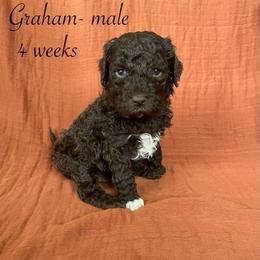 Graham - Brown male Lagotto Romagnolo puppy in Minster, Ohio from 1880 Lagotto