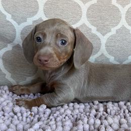 AKC Boy 3 - Fawn (Isabella) male Dachshund puppy in Joshua Tree, California from Desert Dreams Ranch