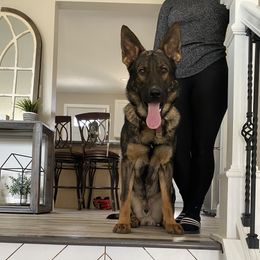 Vite - German Shepherd