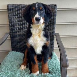 Guardian Homes for Females - Black rust and white female Bernese Mountain Dog puppy in Greenwood, Delaware from A&A Greenwood Puppies