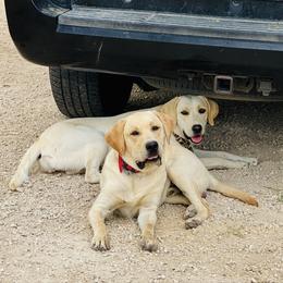 Jackson - Yellow male Labrador Retriever puppy in Comfort, Texas from Limestone Labradors