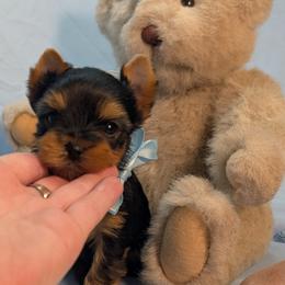 Yorkshire Terrier Puppies from Babydoll yorkies