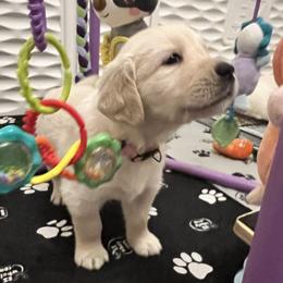Pink collar - Light golden female Golden Retriever puppy in Ingleside, Texas from Sweetbay Goldens