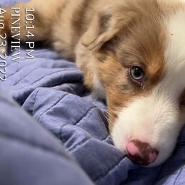 Australian Shepherds from Katie’s Australian Shepherds