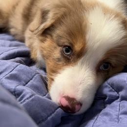 Australian Shepherds from Katie’s Australian Shepherds