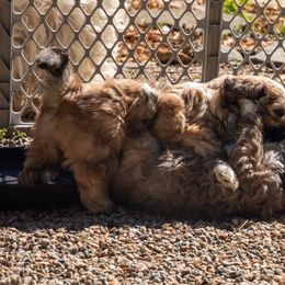 Lhasa Apso Puppies from Floofie Butts