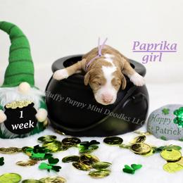 Paprika (lavender collar) girl - Red  female Goldendoodle puppy in Corona, California from Fluffy Puppy Mini Doodles LLC