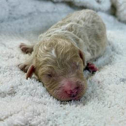 Allie - Apricot female Goldendoodle puppy in Willacoochee, Georgia from Kitandkboodle's Doodles
