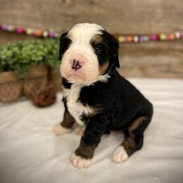 Rowan - Tri-color male Bernedoodle puppy in Idaho from Bernese By Barzees