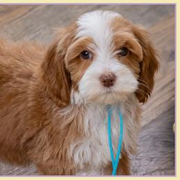 Phillip - Red and white male Cockapoo puppy in Connersville, Indiana from Deaz Doodle Ranch