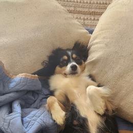 Miniature Australian Shepherds from Tails and No Tails Salty Aussie Farms