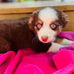 Rosie - Red tri female Toy Australian Shepherd puppy in Randleman, North Carolina from Deep River Aussies and Dachshunds