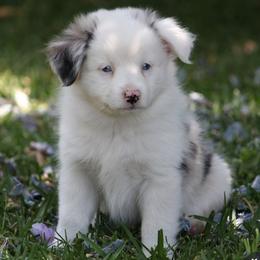 Frosty - Blue merle female Miniature American Shepherd puppy in South El Monte, California from Red Moon Mini Aussies