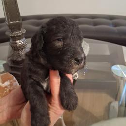 BLUE BOY 2 - Blue male Bedlington Terrier puppy in Staten Island, New York from Arkada Sirene Kennel
