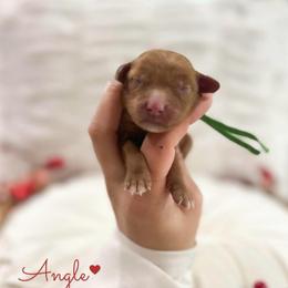 Angel - Red male Australian Labradoodle puppy in Palmdale, California from Doodles_Ko