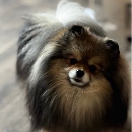 Wally - Orange sable male Pomeranian puppy in Richmond, Kentucky from Pixie Dust Pomeranians