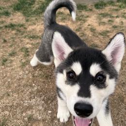 Bailey - Black and white male Siberian Husky puppy in Alamosa, Colorado from Windy Mountains Ranch Siberian Huskies