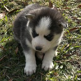 Bullet - Black and white male Siberian Husky puppy in Summerville, South Carolina from Carolina Husky Lodge