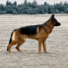 Klaus - German Shepherd